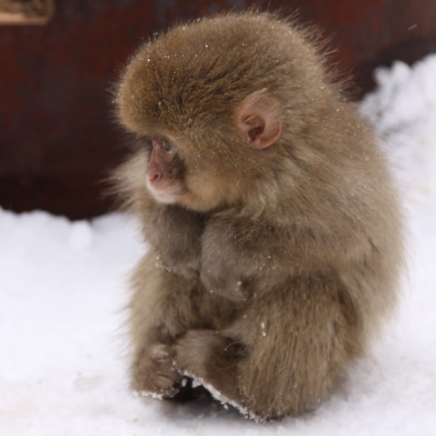 baby monkey.jpg